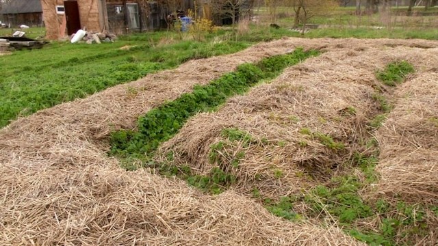 Nekaskite, neravėkite ir nebijokite garšvų: laiką taupanti daržininkų gudrybė