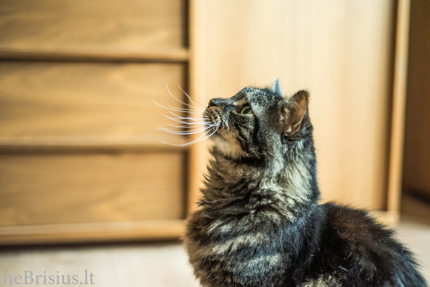 Mes gyvūnus vadiname tikraisiais mūsų namų šeimininkais. <br> V. Graužinytės nuotr.