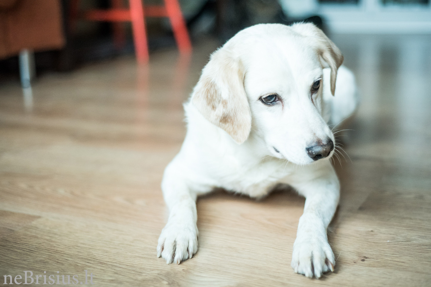 Mes gyvūnus vadiname tikraisiais mūsų namų šeimininkais. <br> V. Graužinytės nuotr.