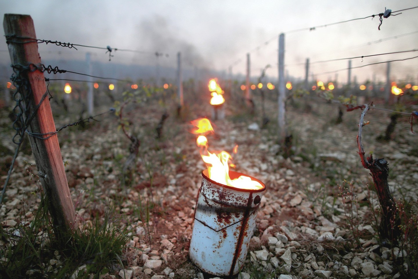 Prancūzijos vynuogynų savininkai nuo šalnų augalus gelbsti ugnimi ir sraigtasparniais. <br> "Reuters"/"Scanpix" nuotr.