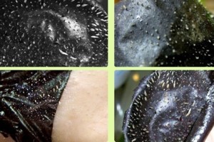 Užsikimšusias poras pamiršite - stebuklingąją juodąją kaukę pasigaminsite namuose!