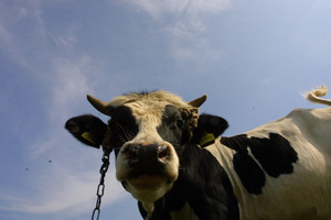 Avariją sukėlusios karvės šeimininkas privalės sumokėti nukentėjusiems