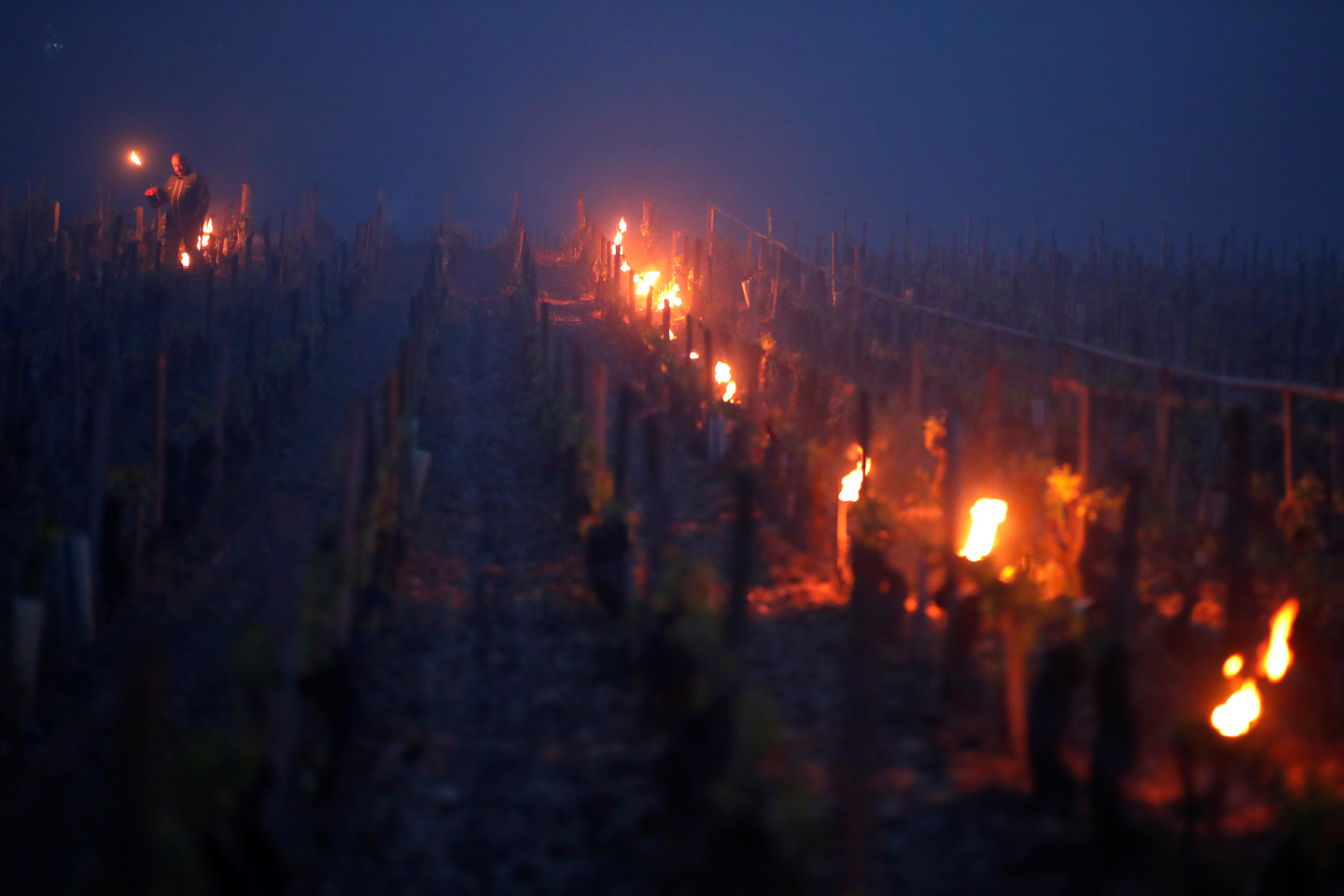 Prancūzijos vynuogynų savininkai nuo šalnų augalus gelbsti ugnimi ir sraigtasparniais. <br> "Reuters"/"Scanpix" nuotr.