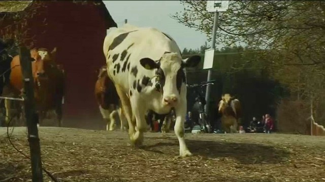 Tūkstančiai gyventojų susirinko pamatyti, kaip į ganyklas išleidžiamos karvės