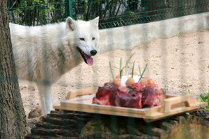 Lietuvos zoologijos sodo vilkai dovanų gavo mėsos tortą 