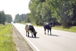 Netekęs karvės dar stojo ir prieš teismą