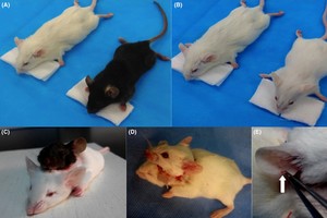 Skandalingasis „galvų persodinimo“ chirurgas tęsia eksperimentus