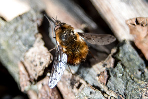 Sinoptikai turi dvi žinias: gerą ir blogą