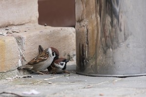 Užfiksavo žvirblio reakciją, kai šis pamatė savo atvaizdą