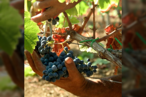 Sala, kurioje bręsta išskirtinės kokybės vynuogės