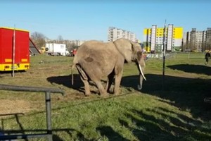 Šiauliuose nufilmavo dramblio elgesį – vaizdas sukrečia