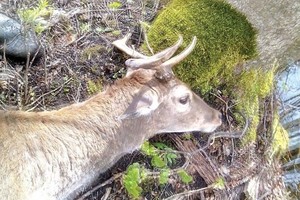 Miško glūdumoje netikėtas moterų susidūrimas su žvėrimi