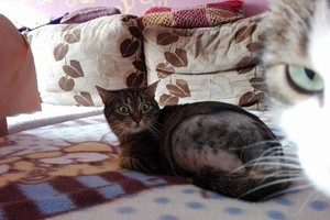 Prieš pat Mamos dieną įvyko stebuklas, kokio gelbėtojai nesitikėjo