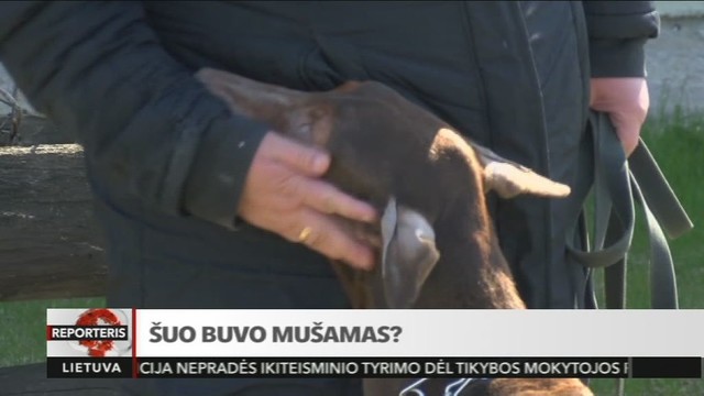 Mirtinai vaiką sukandžiojęs šuo galimai buvo mušamas