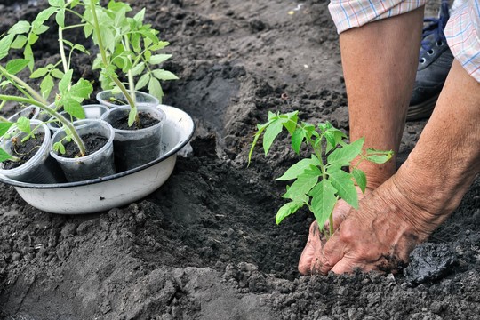 Patyrę  daržininkai aiškiai ir suprantamai: ką dėti į pomidorų sodinimo duobę