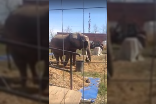 Po sukrečiančio vaizdo žmonės pašėlo: „Kaip Lietuvoje tai dar leidžiama“