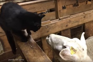 Avis atkeršijo nedraugiškai katei. Kerštas buvo labai saldus