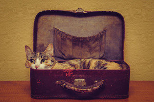 Štai kodėl katės mėgsta įsilįsti į lagaminą ar batų dėžes