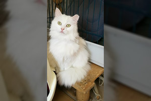 Tobulo grožio katytė. Keista, kad ji liko nepastebėta