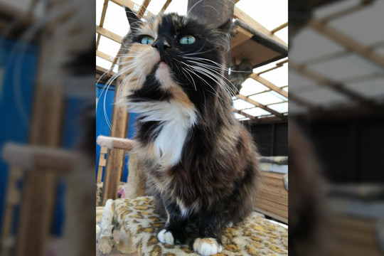 Beširdiškai išmesta reto meilumo katė ieško namų