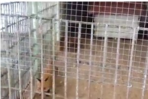 Grūto parke gamtos mylėtojai pasipiktino elgesiu su gyvūnais