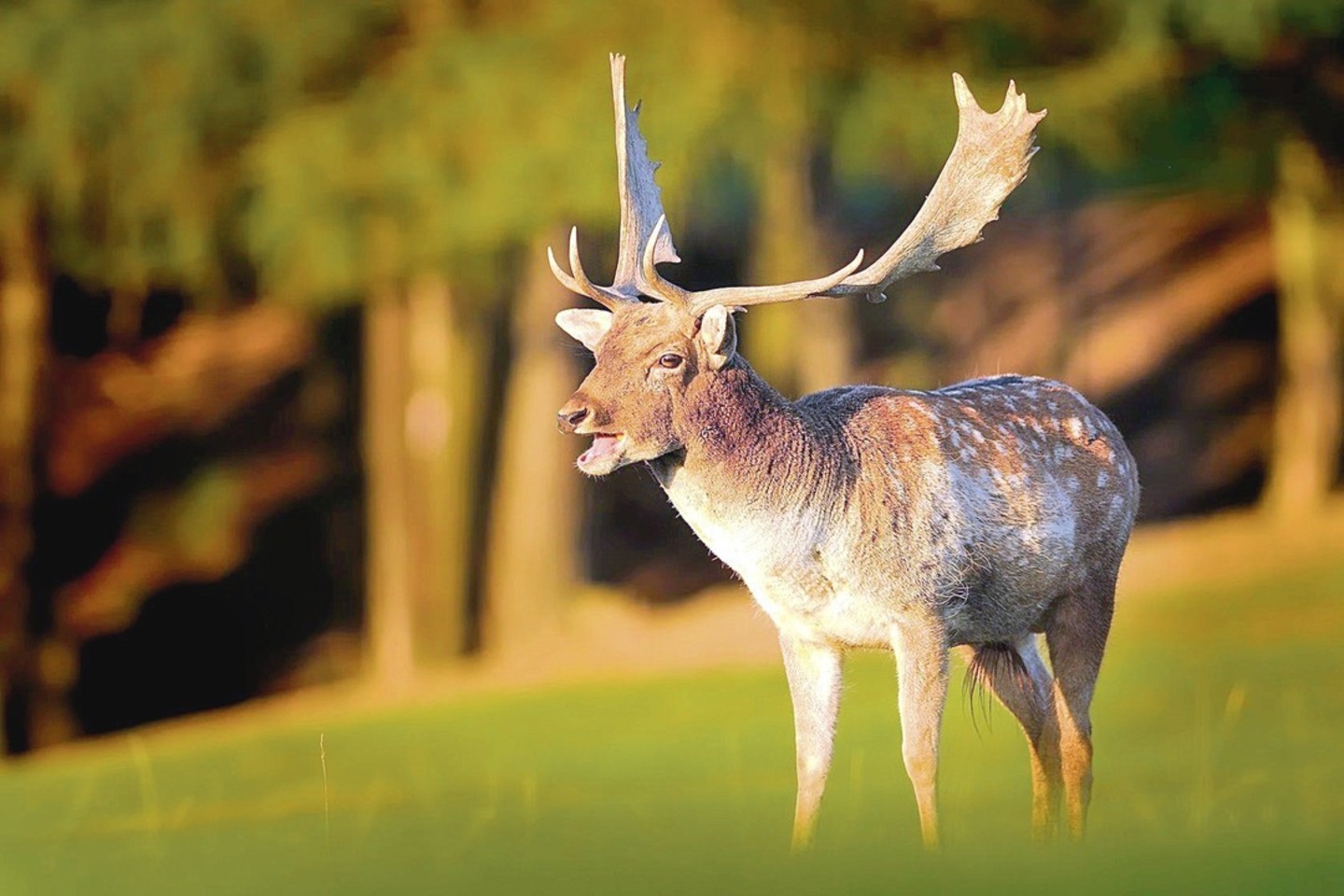 Valstiečių ir žaliųjų sąjungos vedlys R.Karbauskis savo valdose prie Kauno marių sumanė laikyti danielius.<br> 123rf.com