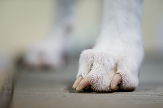 Senyvo amžiaus šunį užmušė ir užkasė kaimynas