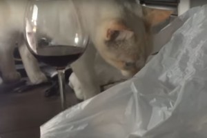 Nusprendęs įlįsti į maišą katinas netrukus pasigailėjo savo sprendimo