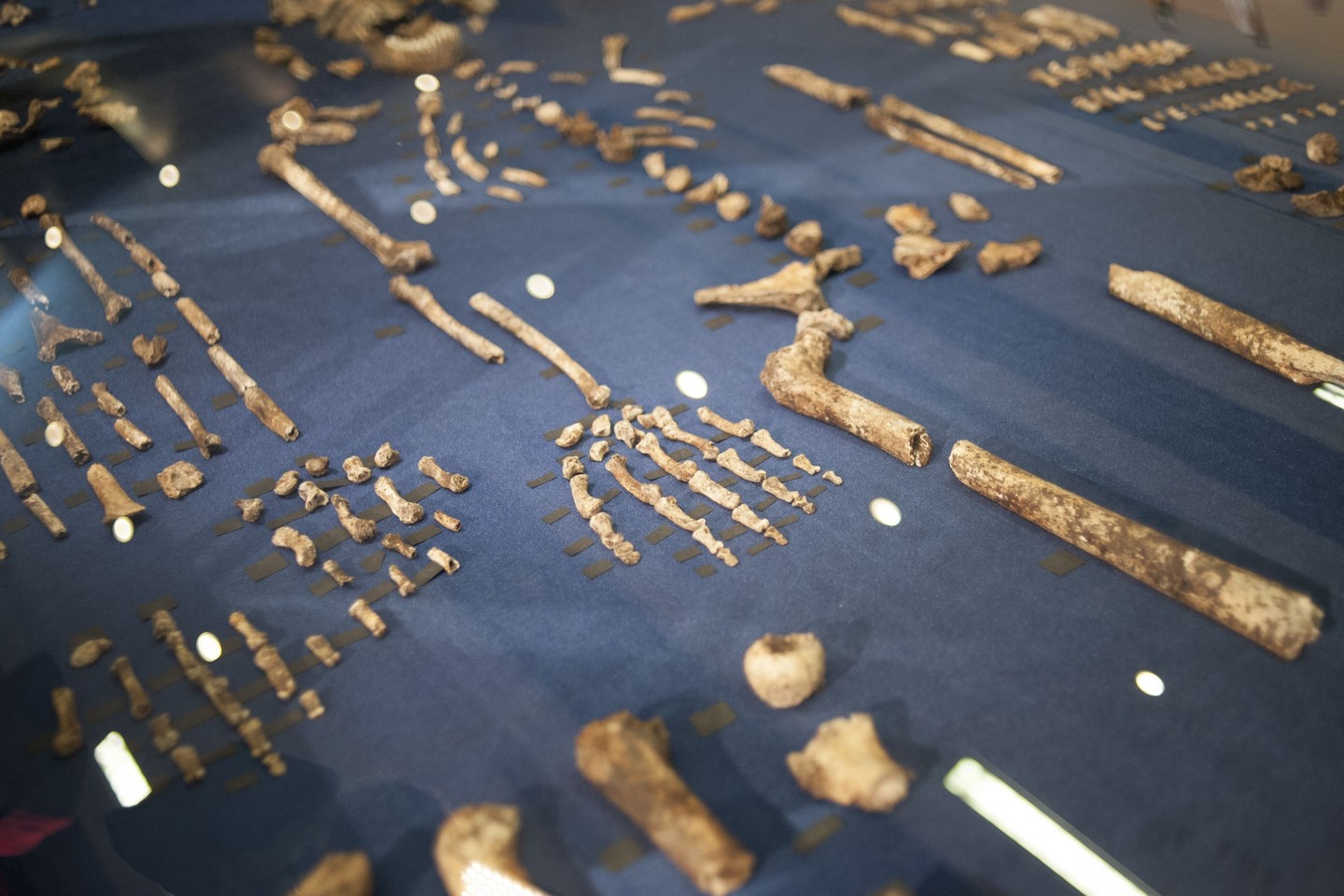   Tyrėjai nustatė, kad Homo naledi galėjo gyventi tuo pačiu metu kaip ir šiuolaikiniai žmonės. <br> AFP/Scanpix nuotr.
