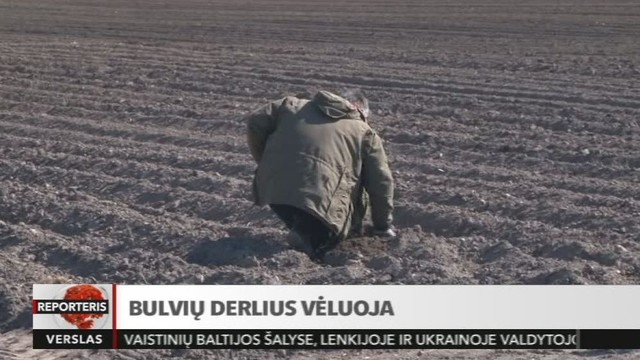 Bulvių derliaus birželį sodininkai nesitiki