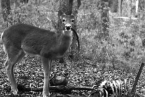 Slapta kamera miške užfiksavo šiurpų elnio poelgį su žmogaus palaikais