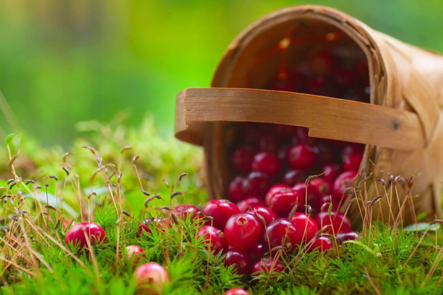  Spanguolių užsiauginti galite ir sode!<br> Shutterstock nuuotr.