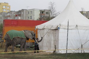 Šiauliuose pareigūnų dėmesį patraukė cirko artistų elgesys su drambliu