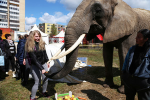  Šiauliuose gastroliuojančio cirko dramblei – vaišės ir dėmesys