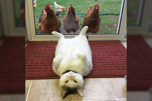 Provokuojantys kadrai: katino ir jo gerbėjų vištų gyvenimas