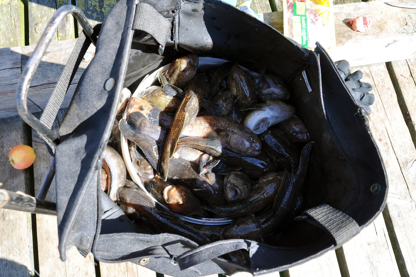 Kibirą žuvies meškeriotojai prigaudo per vieną - dvi valandas.<br> L.Šaltės nuotr.