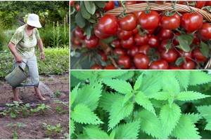 Trąša, kuri nieko nekainuoja, o darže  krečia stebuklus: dalijamės receptais