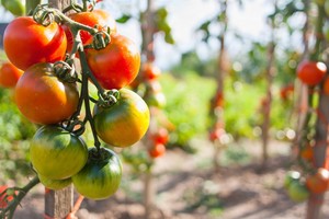 Patyrę daržininkai dalijasi šiuo  tobulu pomidorų tręšimo planu