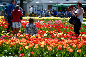 Burbiškio dvare – Tulpių žydėjimo šventė
