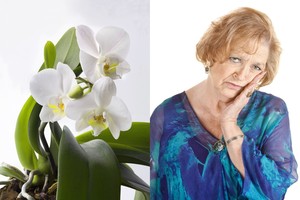 Auginate orchidėją savo namuose? Labai rizikuojate