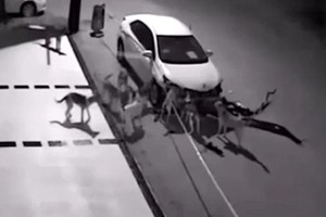 Nuošalioje gatvėje automobilį palikęs vyras pasigailėjo