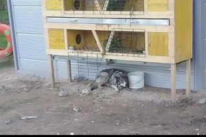 Triušį sudraskęs agresyvus šuo spruko nuo policijos pareigūnų