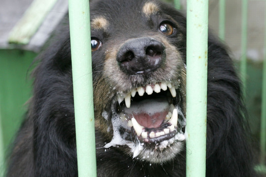 Nuo grandinės nusitraukęs šuo sukandžiojo berniuką