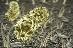 7 požymiai, kad jūsų organizme knibžda parazitų