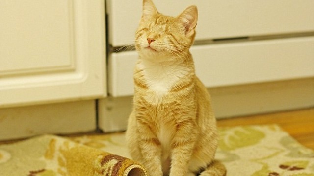 Aklas katinas savo gebėjimais sužavėjo gyvūnų mylėtojus iš viso pasaulio