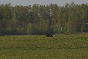 Trakų rajone pastebėtas rudasis lokys