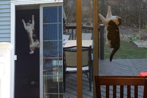 Juokas pro ašaras: katės prieš tinklelius nuo vabzdžių