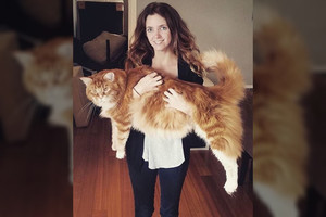 Pamatykite: ilgiausias pasaulyje katinas nebetelpa į šeimininkų lovą