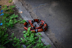Vilniaus Žirmūnų gyventojai šaukiasi pagalbos – prie namo susirangė nematyta gyvatė