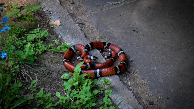 Vilniaus gyventojus pašiurpino ryški raudona gyvatė